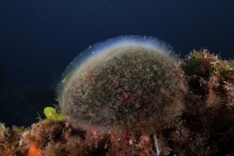 Sea ball, ball algae (Codium bursa), algae, on a reef in the Mediterranean near Hyères, Giens