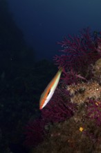 Colourful merjunker (Coris julis) floating next to purple coral, colour-changing gorgonia