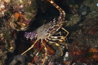 European crawfish (Palinurus elephas) with complex pattern and long antennae nestled in a rocky