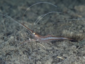 Transparent shrimp with long antennae, unicorn shrimp (Plesionika narval), on a dark, sandy seabed