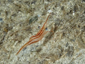 Striped shrimp with distinctive eyes, unicorn shrimp (Plesionika narval), on sandy ground in