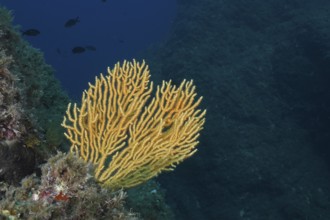 Yellow fan coral, yellow gorgony (Eunicella cavolinii), underwater against a dark blue background