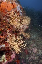 Slender corals, yellow gorgonia (Eunicella cavolinii), spread out along a colorful rock face in the