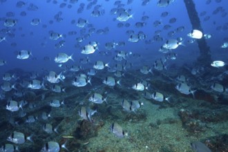 Fish swarm of two-banded bream (Diplodus vulgaris) swimming over a wreck covered with algae in the