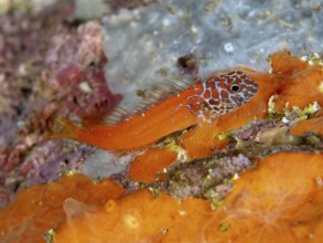 Bright orange hagfish, Schwarzkopf hagfish (Microlipophrys nigriceps), on a colorful reef in the