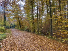 Path completely covered with leaves Footpath through forest Wittringer Wald recreation area in