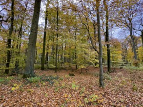 Ground covered by fallen leaves Forest soil in forest of palace gardens Park von Haus Wittringen