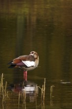 Nile goose on a lake, autumn, Germany