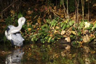 Grey heron on a lake, autumn, Germany