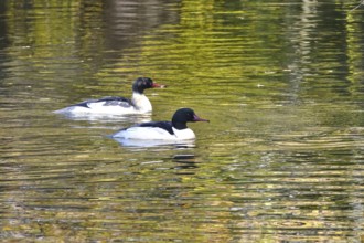 Goose sawers on a lake, autumn, Germany