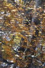 Reflection on a lake in autumn, Germany