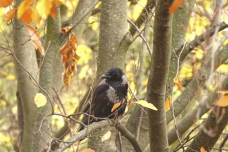 Crow on a tree, November, Germany