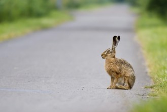 A hare (Lepus europaeus) sits alert on a path surrounded by thick vegetation, Hesse, Germany