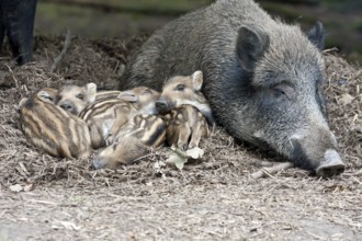 Wild boar (Sus scrofa) and piglets lying relaxed and secure on forest floor, Hesse, Germany