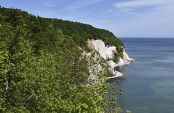 Chalk cliffs, chalk coast on the island of Rügen, Jasmund National Park, Mecklenburg-Western