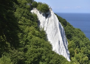 The Königsstuhl chalk cliff on Rügen, Sassnitz, Jasmund National Park, Mecklenburg-Western