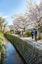 Footpath along a canal, cherry blossoms in spring, Philosopher's Path or Tetsugaku no michi, Kyoto,