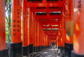 Walk through hundreds of red traditional torii gates, Fushimi Inari Taisha, Shinto Shrine, Fushimi