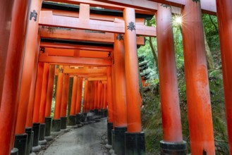 Walk through hundreds of red traditional torii gates, Fushimi Inari Taisha, Shinto Shrine, Sun