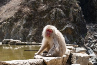 Japanese macaque (Macaca fuscata) sitting on rocks near water, Yamanouchi, Nagano Prefecture,