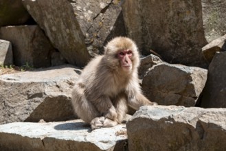 Japanese macaque (Macaca fuscata) sitting on rocks, Yamanouchi, Nagano Prefecture, Honshu Island,
