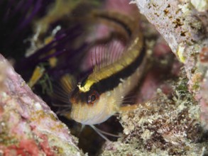 A detailed image of a small fish, longstriped hagfish (Parablennius rouxi), hidden among the