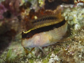 A small fish with vivid colors and details, longstriped hagfish (Parablennius rouxi), resting on an