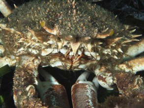 Close-up of a spiky crab with an impressive shell structure, large spider crab (Maja squinado) .
