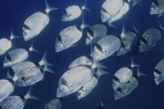 Close-up of a fish flock of two-banded bream (Diplodus vulgaris) in the Mediterranean near Hyères,