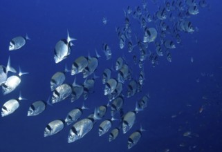 Large swarm of two-banded bream (Diplodus vulgaris) swimming in blue water in the Mediterranean