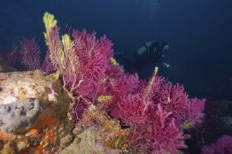 Divers next to colorful corals, color-changing gorgonia (Paramuricea clavata), in the deep blue sea