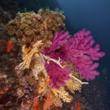 Versatile purple coral formations, color-changing gorgony (Paramuricea clavata), in the depth of a