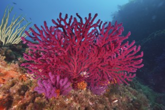 Brilliant red and purple corals, color-changing gorgonia (Paramuricea clavata), form a lively