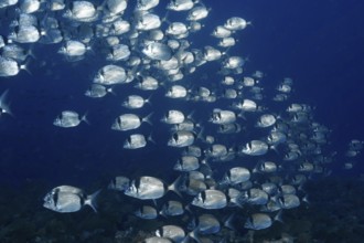 Large swarm of two-banded bream (Diplodus vulgaris) deep in the Mediterranean Sea near Hyères,