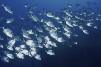 Swarm of two-banded bream (Diplodus vulgaris) swimming through deep blue water in the Mediterranean
