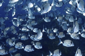 A large swarm of two-banded bream (Diplodus vulgaris) underwater in the Mediterranean near Hyères,