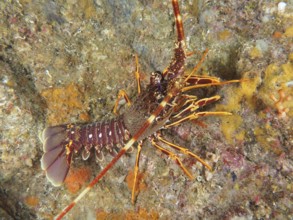 Side view of European crawfish (Palinurus elephas) with striking colors in the Mediterranean near