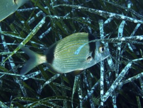 A single two-banded bream (Diplodus vulgaris) swims between Neptune's grass (Posidonia oceanica) in