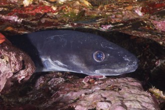 A sea eel (Conger conger) hides in a rocky cave, its eyes sparkle in the low light of the
