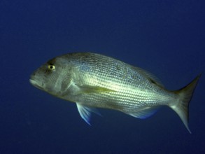 A single fish, toothbream (Dentex dentex), swims in deep blue water in the Mediterranean near