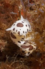 A black and white spotted leopard snail (Discodoris atromaculata), nudibranch, moves through the