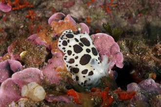 A spotted leopard snail (Discodoris atromaculata), nudibranch, glides across a colorful sea sponge,