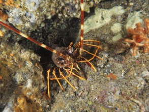 European crawfish (Palinurus elephas) in the Mediterranean near Hyères, Giens peninsula diving
