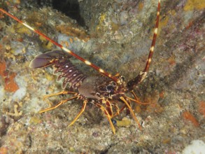 Detailed view of European crawfish (Palinurus elephas) in the Mediterranean near Hyères, Giens