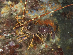 Underwater view of European crawfish (Palinurus elephas) on a colorful seabed in the Mediterranean