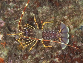 Lively European crawfish (Palinurus elephas) with distinctive orange-purple armor in the