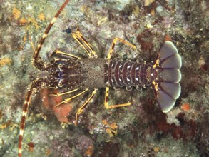 European crawfish (Palinurus elephas) with armored back and strong colors in the Mediterranean near