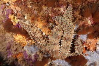 Structurally patterned ice starfish (Marthasterias glacialis), starfish, on a lively reef in the