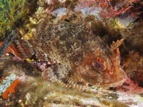 Brown dragon head (Scorpaena porcus) in reddish brown tones between seaweed under water in the