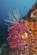 Colourful corals, colour-changing gorgonia (Paramuricea clavata) and white gorgonia (Eunicella